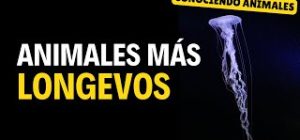 Animales más longevos