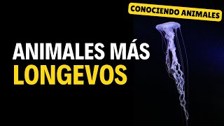 Animales más longevos