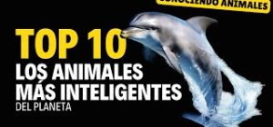 Animales más inteligentes