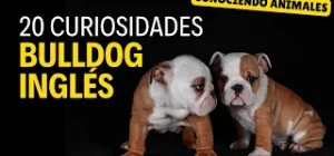 Bulldog Inglés curiosidades