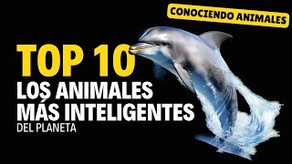 Animales más inteligentes