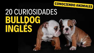 Bulldog Inglés curiosidades