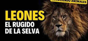 Leones: El rugido de la selva