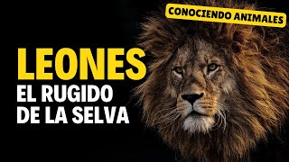 Leones: El rugido de la selva