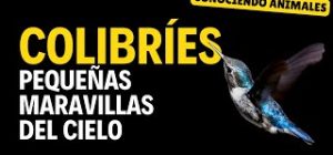 Colibríes, las aves más pequeñas