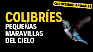 Colibríes, las aves más pequeñas