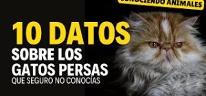 Gatos Persas: 10 datos