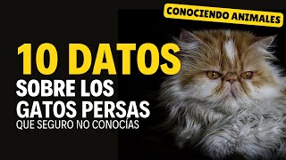 Gatos Persas: 10 datos