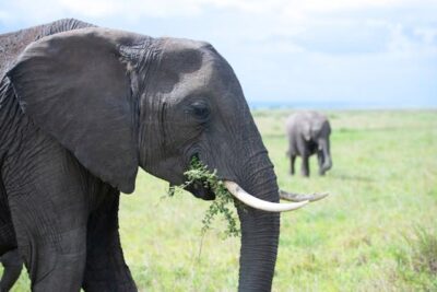 elefante
