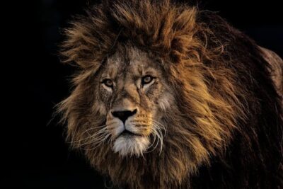 león