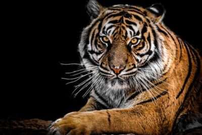 tigre