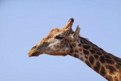 jirafa
